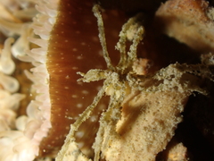 Ammothea hilgendorfi