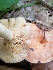 Lactarius chrysorrheus