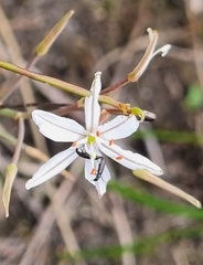 Trachyandra ciliata