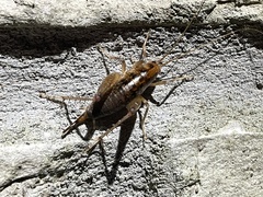 Ceuthophilus maculatus