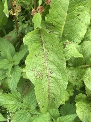 Rumex obtusifolius