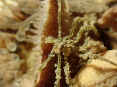 Ammothea hilgendorfi