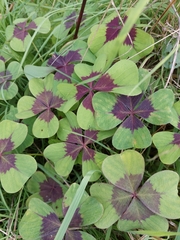 Oxalis tetraphylla