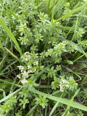 Galium mollugo