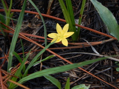 Hypoxis hirsuta