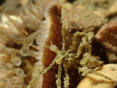 Ammothea hilgendorfi