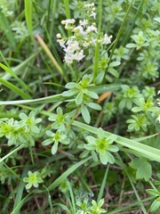 Galium mollugo