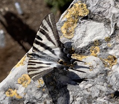 Iphiclides feisthamelii