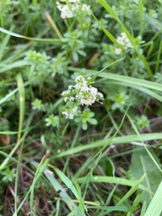 Galium mollugo
