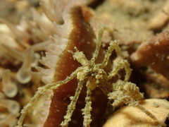 Ammothea hilgendorfi