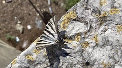 Iphiclides feisthamelii