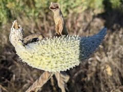Asclepiadoideae