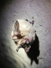 Rhinolophus ferrumequinum