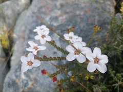 Adenandra