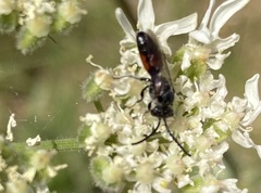 Sphecodes gibbus