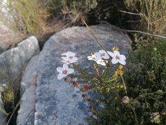 Adenandra