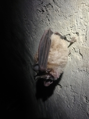 Rhinolophus ferrumequinum