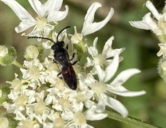 Sphecodes gibbus