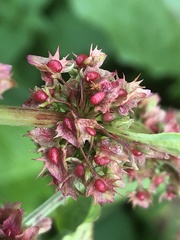 Rumex obtusifolius