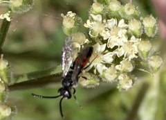 Sphecodes gibbus