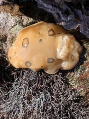 Diaulula sandiegensis
