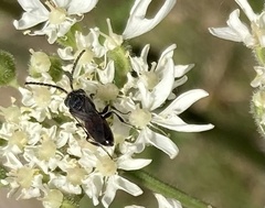 Sphecodes gibbus