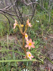 Moraea miniata