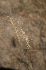 Elymus elymoides
