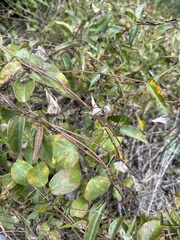 Vincetoxicum nigrum