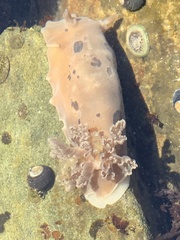 Diaulula sandiegensis