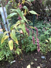 Persicaria extremiorientalis