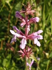 Stachys hispida