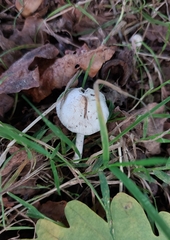 Inocybe lilacina