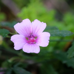 Althaea