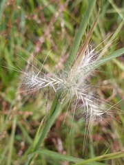 Andropogon ternarius