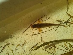 Barbatula barbatula
