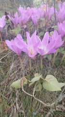 Colchicum