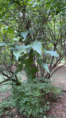 Acer ginnala