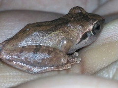 Pseudophilautus wynaadensis
