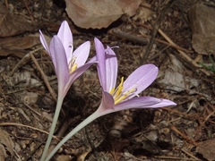 Colchicum autumnale