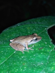 Pseudophilautus wynaadensis