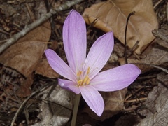Colchicum autumnale