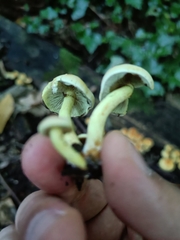 Hypholoma fasciculare