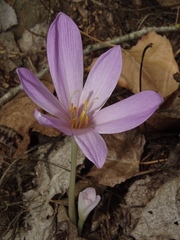 Colchicum autumnale