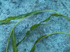 Potamogeton alpinus