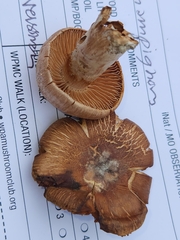 Cortinarius pyrophyllus