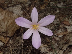 Colchicum autumnale