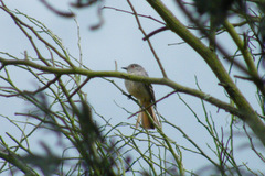 Knipolegus poecilurus
