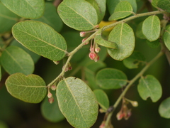 Phyllanthus reticulatus