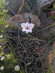 Gladiolus debilis